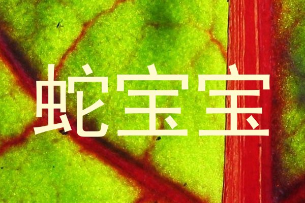 蛇宝宝