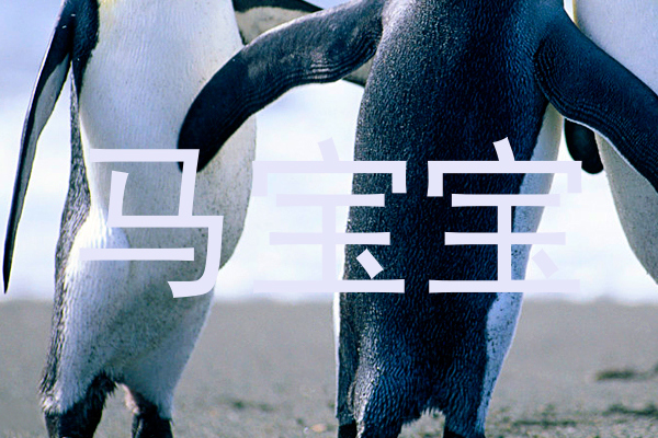 马宝宝