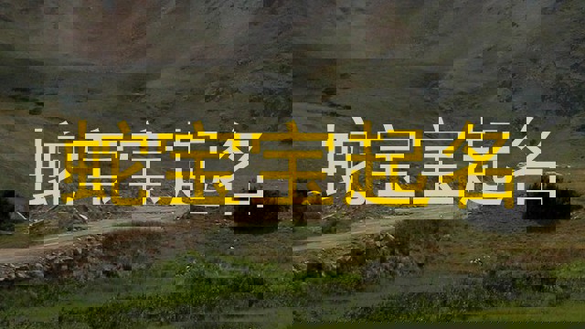 蛇宝宝