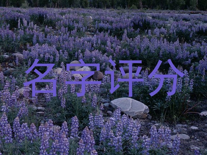 在线测名