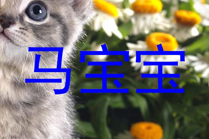 马宝宝