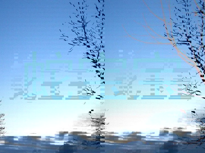 蛇宝宝