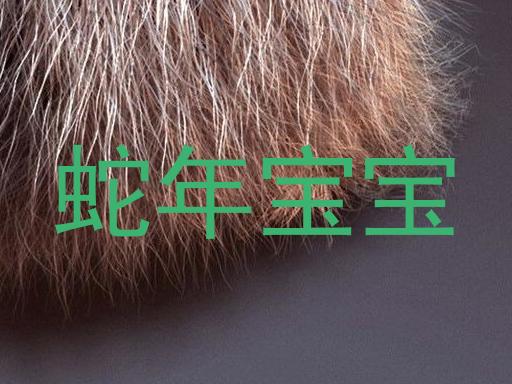 蛇年宝宝