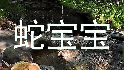蛇宝宝