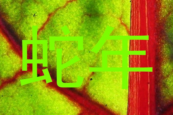 蛇年