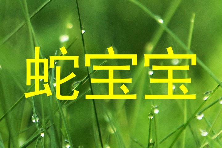 蛇宝宝