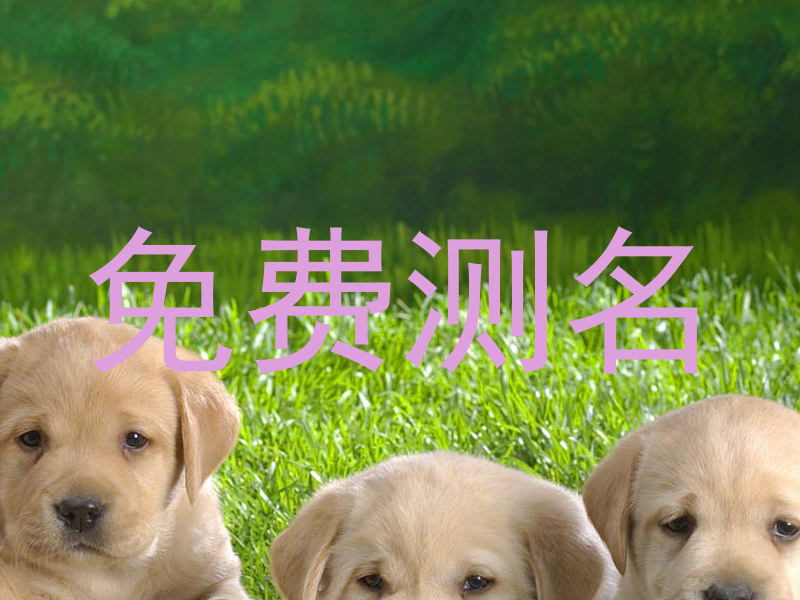 免费测名