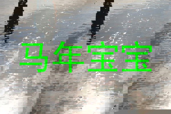 马年宝宝
