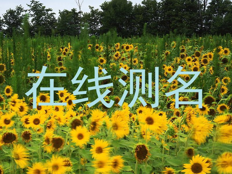 在线测名
