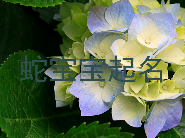 蛇宝宝起名