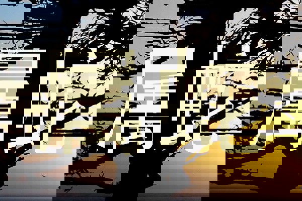 属蛇