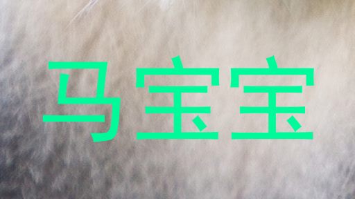 马宝宝