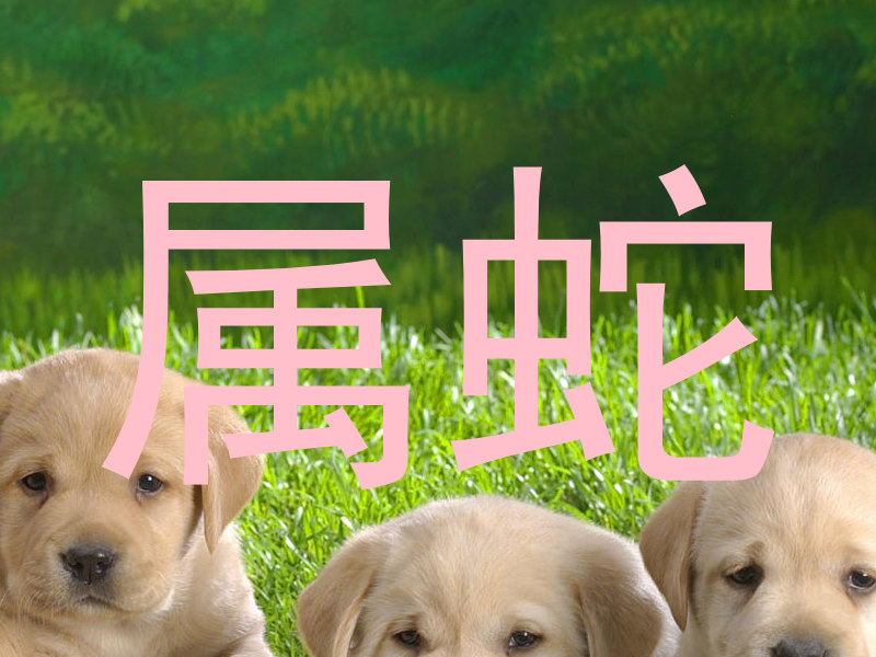 属蛇