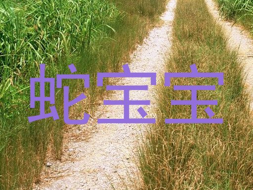 蛇宝宝