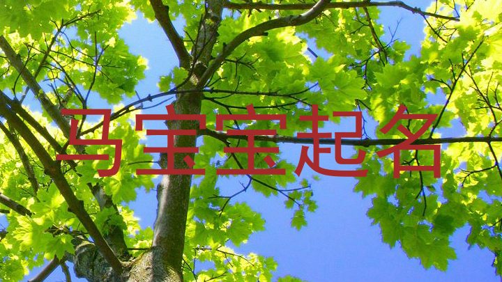 马宝宝起名