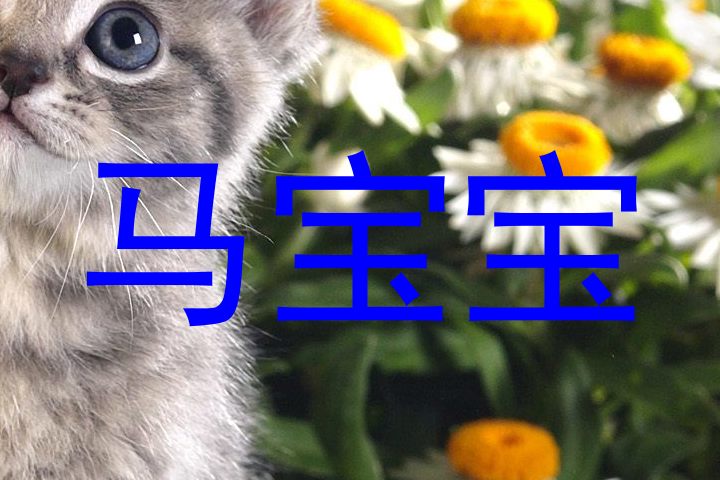 马宝宝