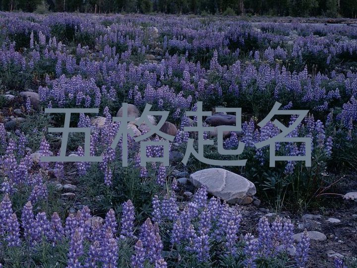 五格起名
