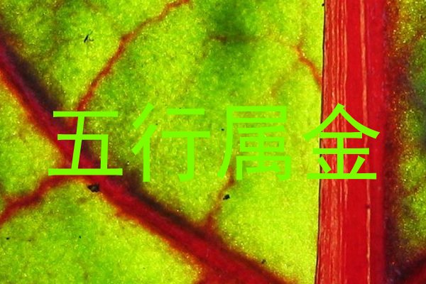 五行属金