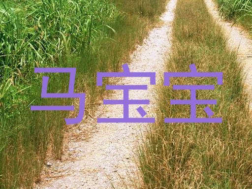 马宝宝
