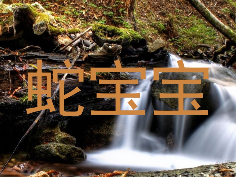 蛇宝宝