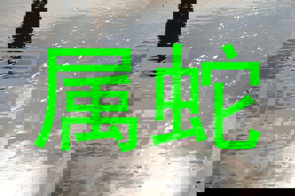 属蛇