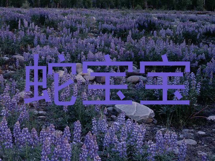 蛇宝宝