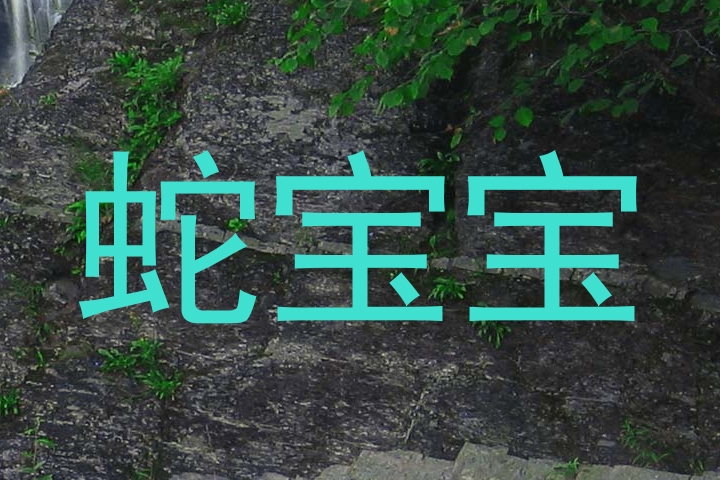 蛇宝宝