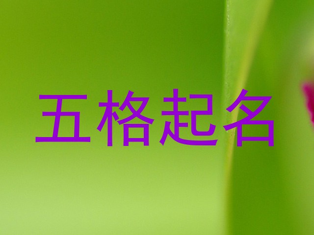 五格起名