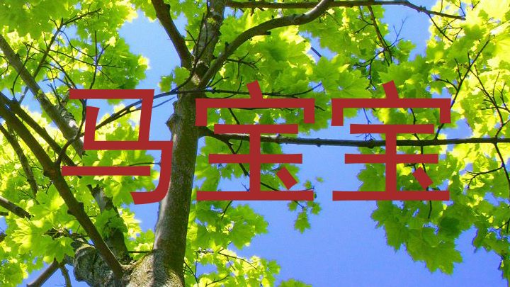 马宝宝