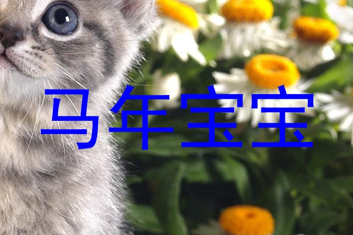 马年宝宝