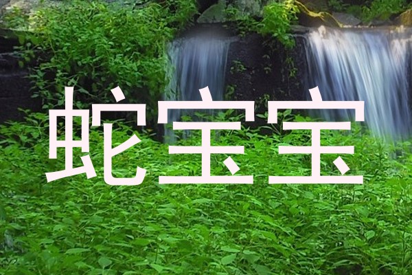 蛇宝宝