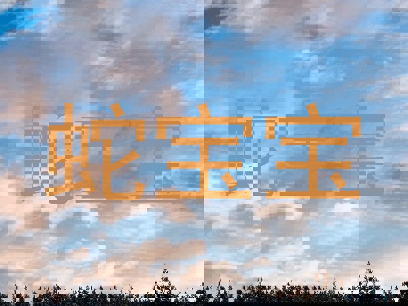 蛇宝宝