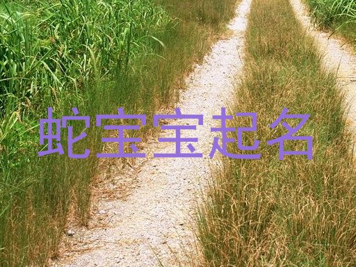 蛇宝宝起名