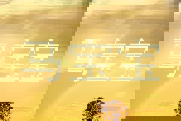 马宝宝