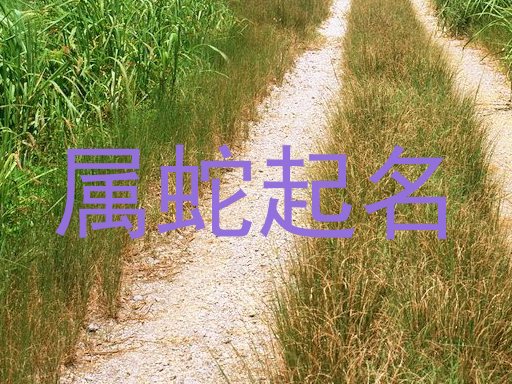 属蛇起名