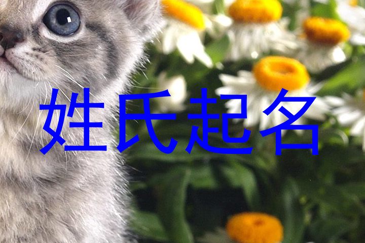 姓氏起名