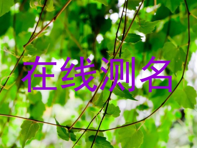 在线测名
