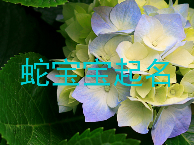 蛇年宝宝