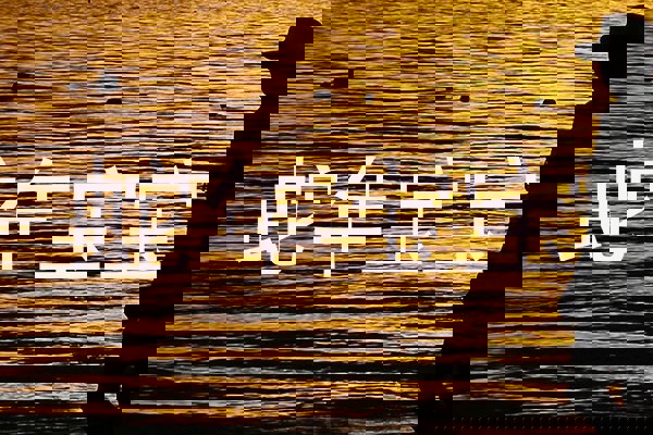 蛇年宝宝