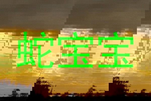 蛇宝宝