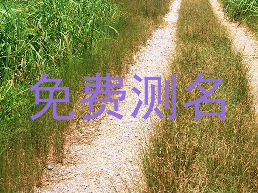 免费测名