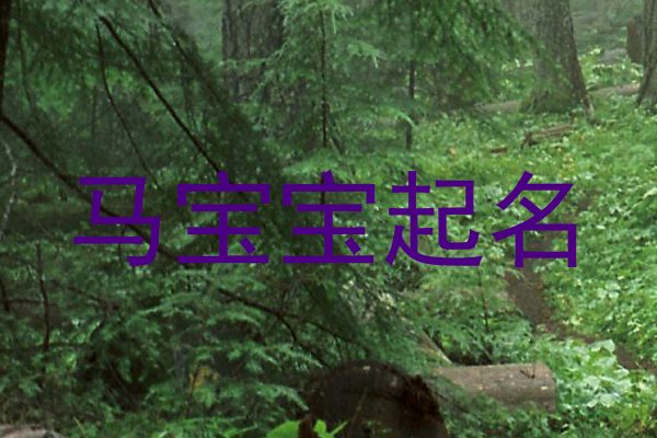 马宝宝起名