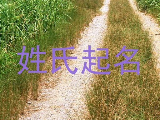 姓氏起名