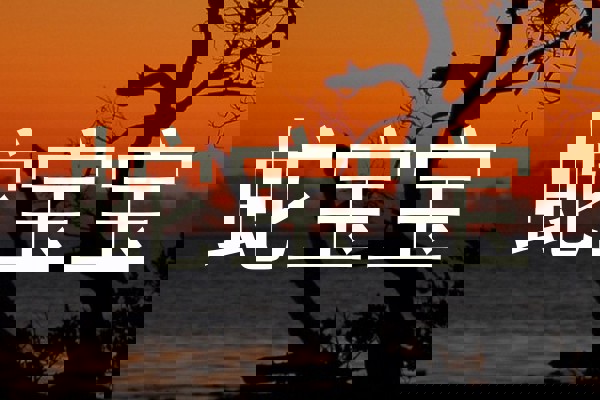 蛇宝宝