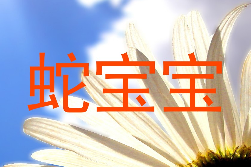 蛇宝宝