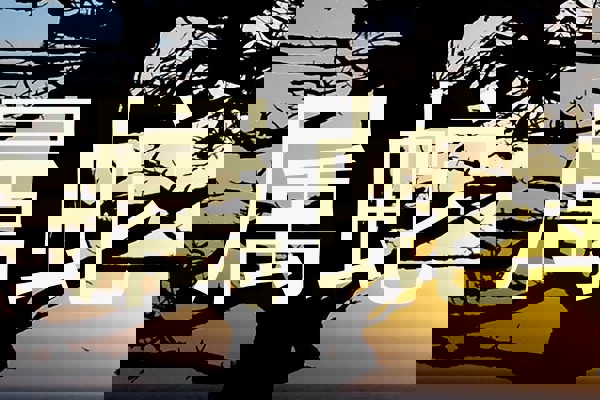 属蛇