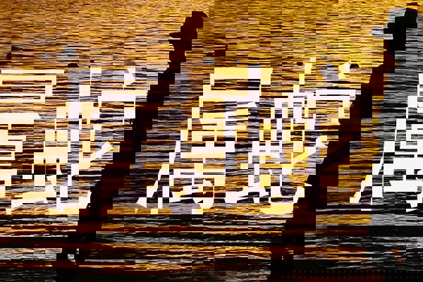 属蛇