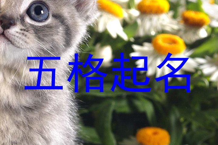 五格起名