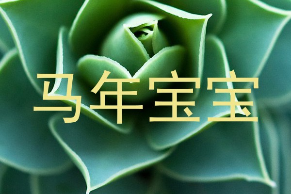 马年宝宝
