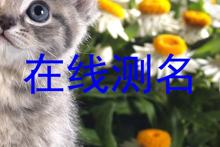 在线测名